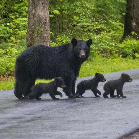 Heavenly Bear, Hot Tub, 1089 Of Free Attraction Tickets For Each Paid Day, Dollywood And More Сев'єрвілл Екстер'єр фото