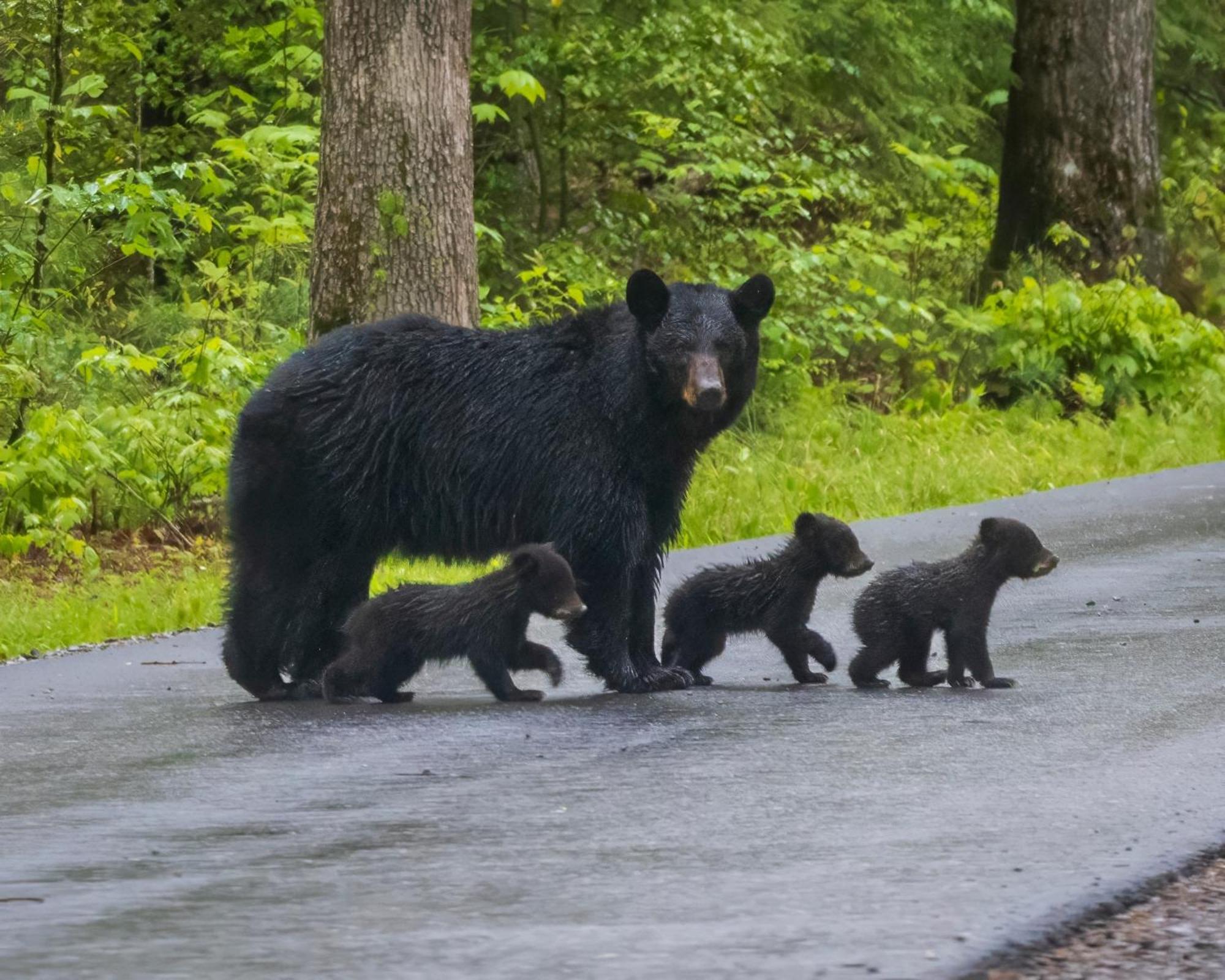 Heavenly Bear, Hot Tub, 1089 Of Free Attraction Tickets For Each Paid Day, Dollywood And More Сев'єрвілл Екстер'єр фото